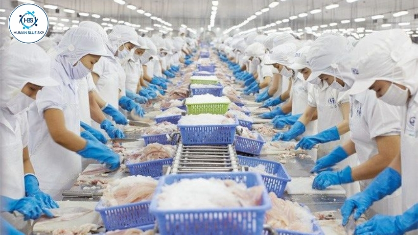 đơn hàng Chế biến thủy sản ,human blue sky, hbs, xuất khẩu lao động